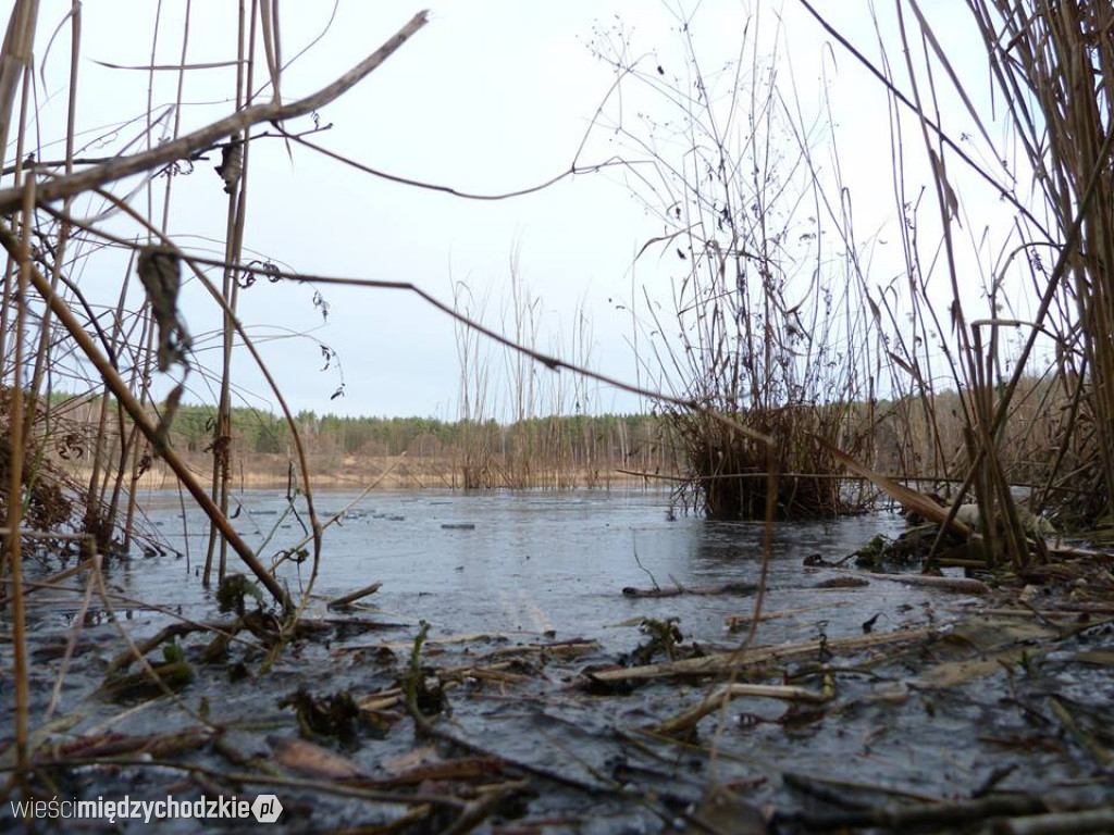 Przyroda z pozycji mrówki