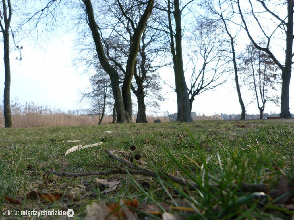 Przyroda z pozycji mrówki