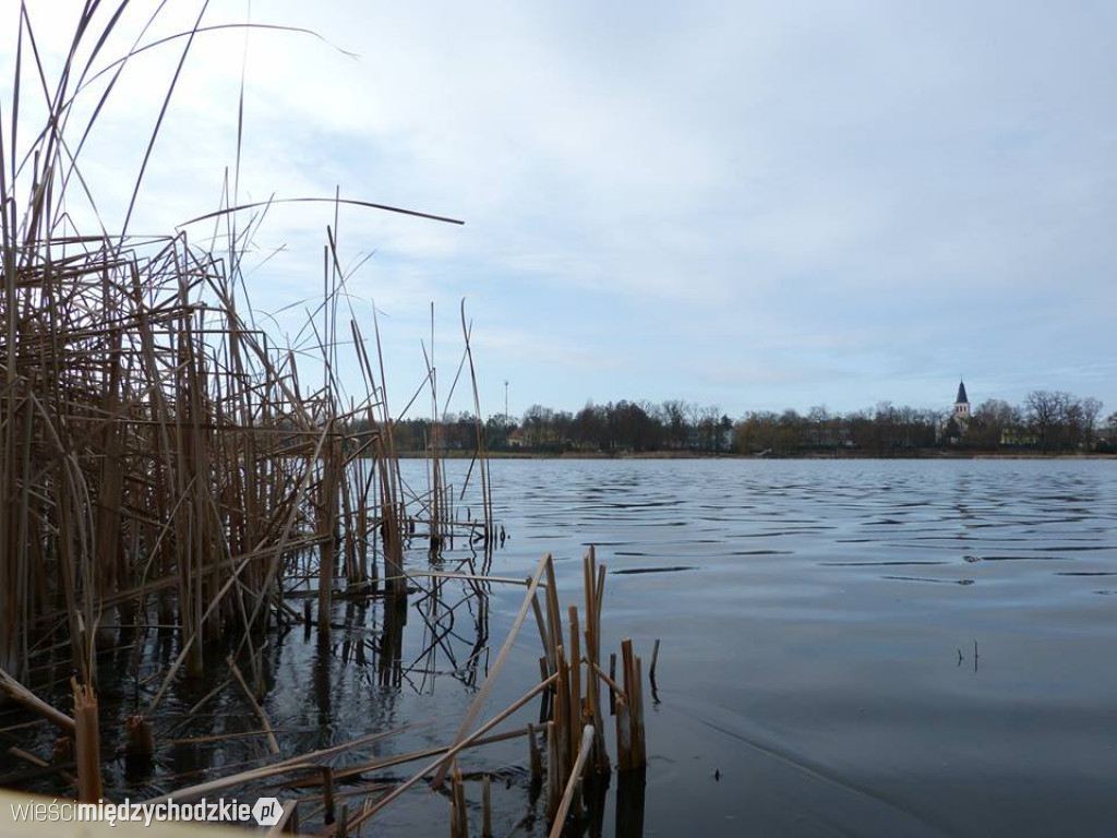 Przyroda z pozycji mrówki