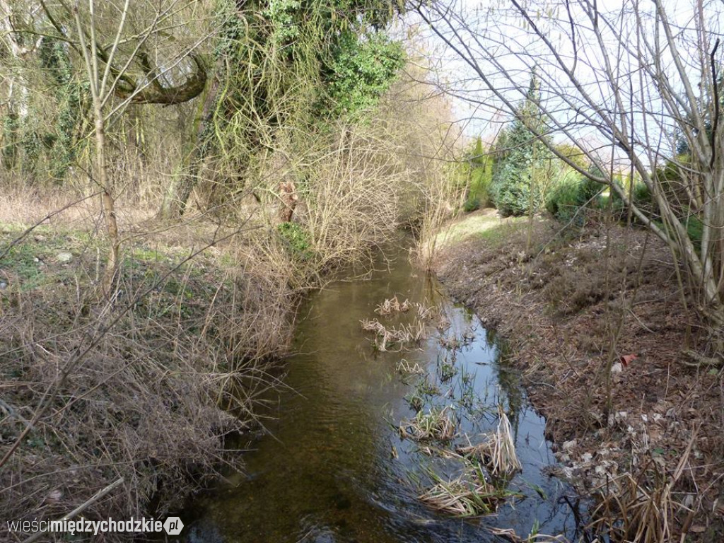 Przyroda z pozycji mrówki