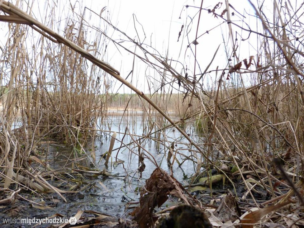 Przyroda z pozycji mrówki