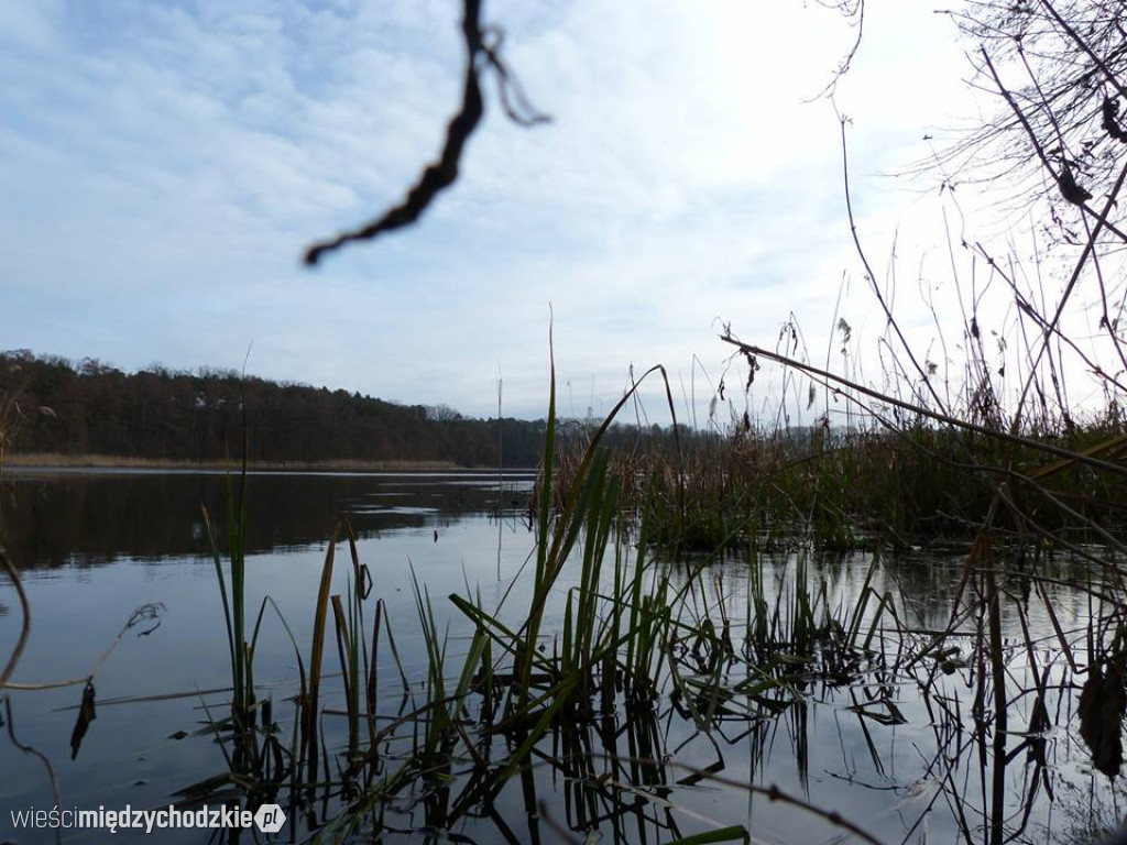 Przyroda z pozycji mrówki