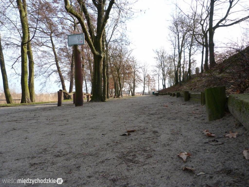 Przyroda z pozycji mrówki