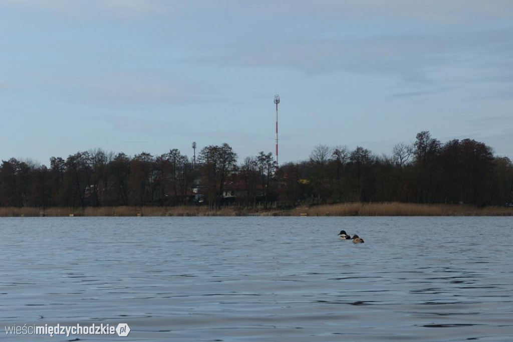 Przyroda z pozycji mrówki