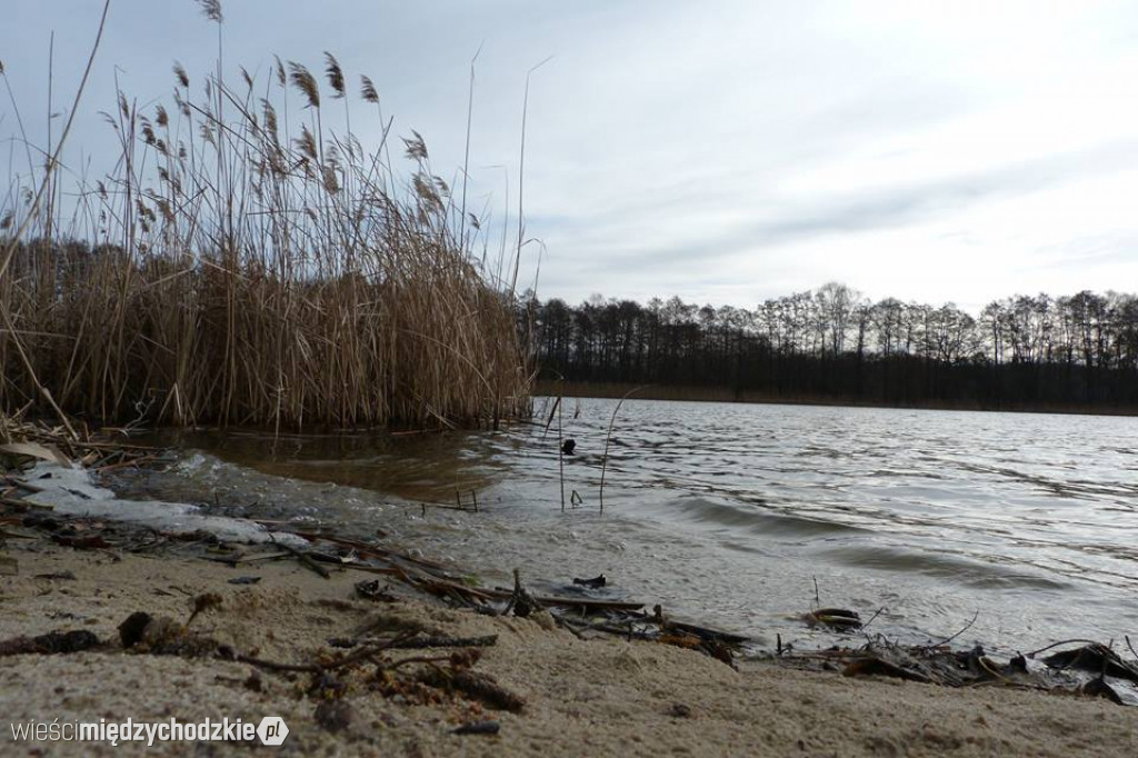 Przyroda z pozycji mrówki