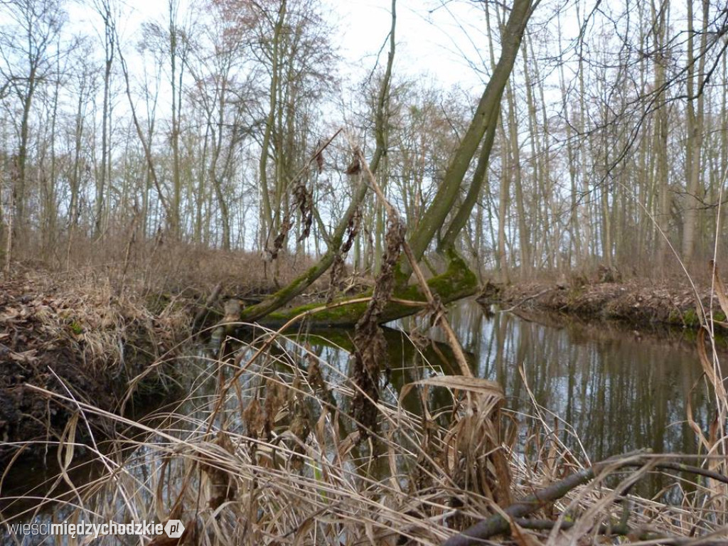 Przyroda z pozycji mrówki