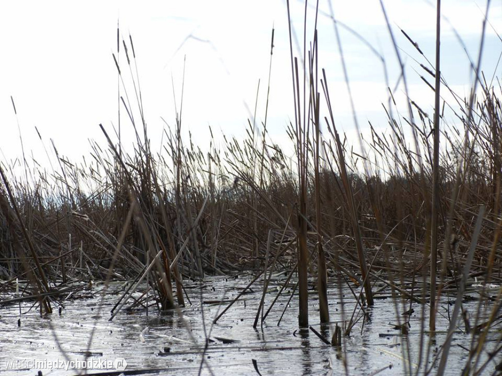 Przyroda z pozycji mrówki