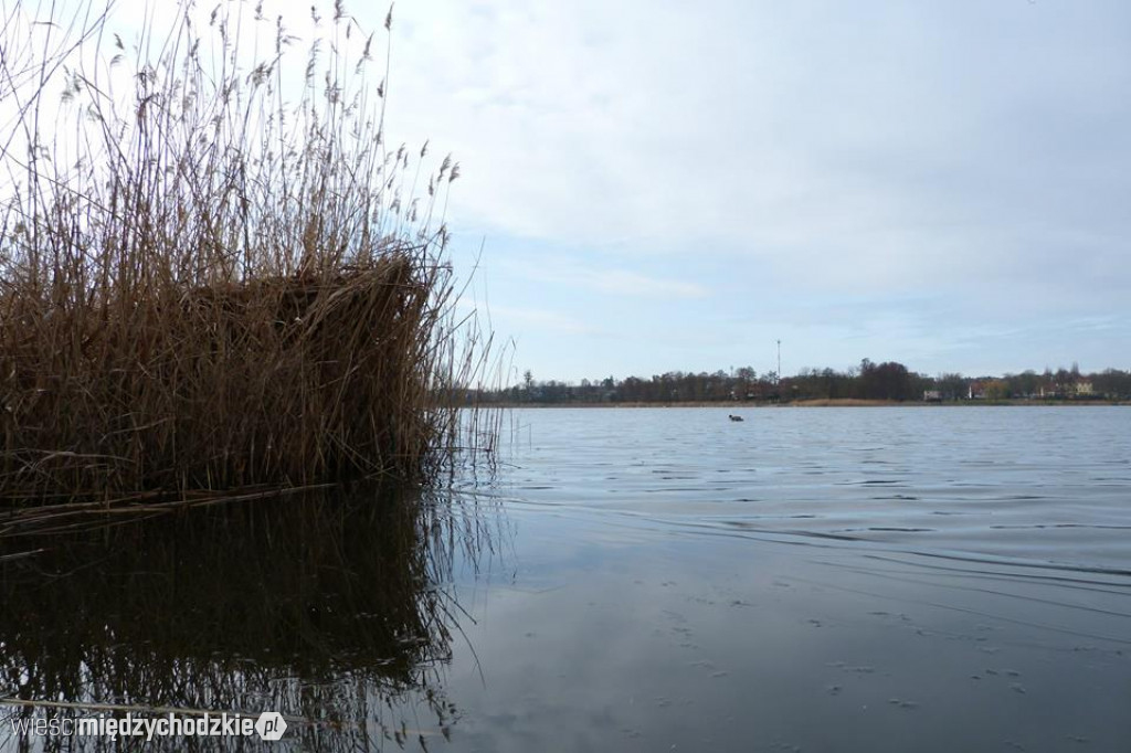 Przyroda z pozycji mrówki