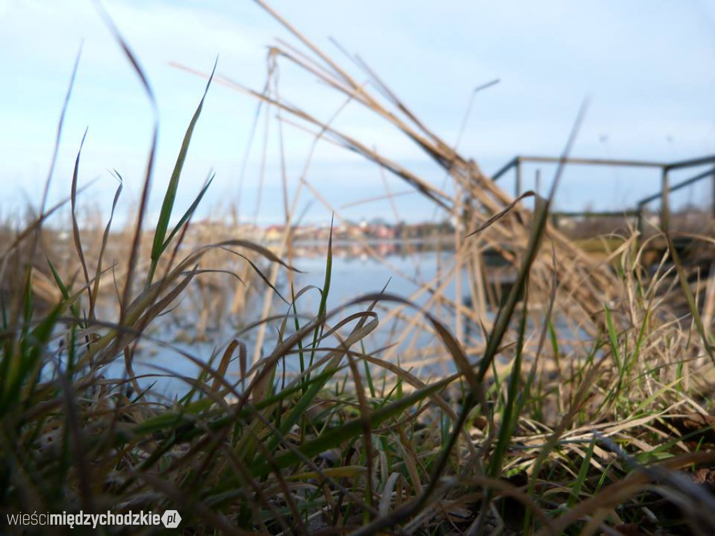 Przyroda z pozycji mrówki