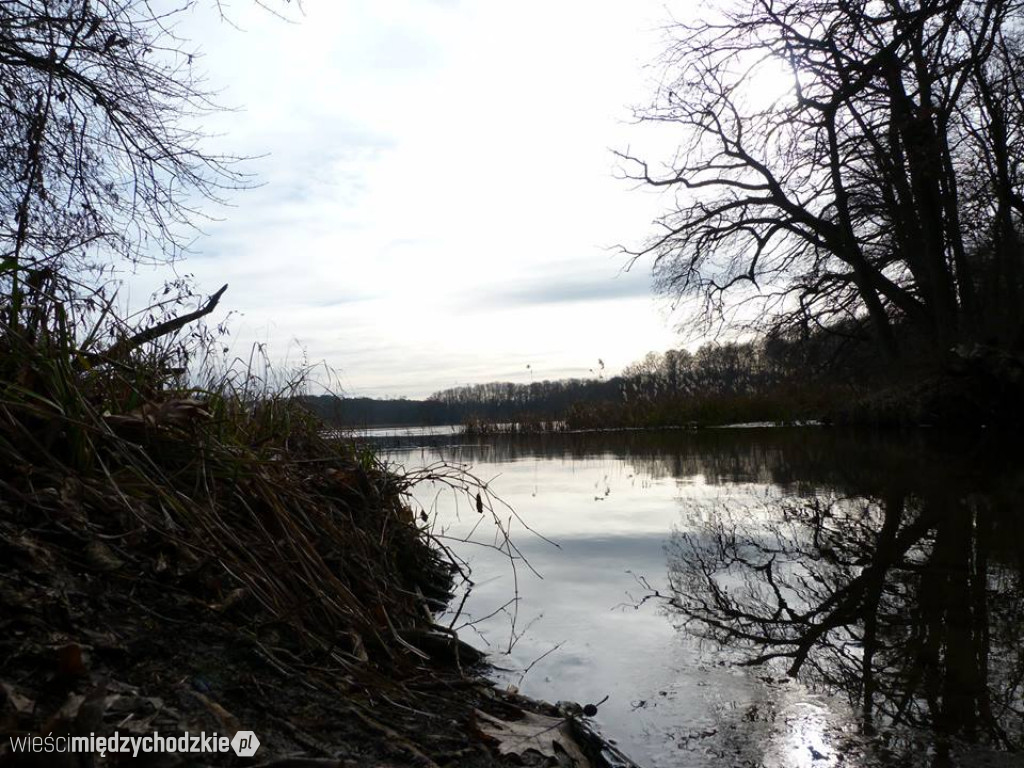 Przyroda z pozycji mrówki