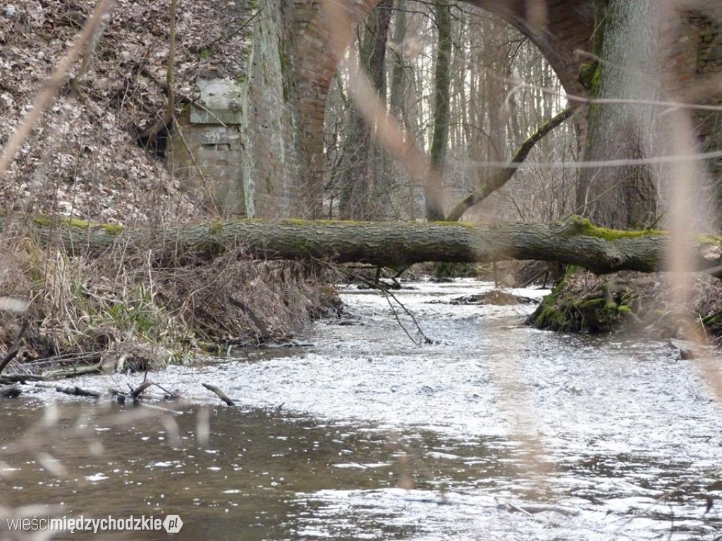 Przyroda z pozycji mrówki