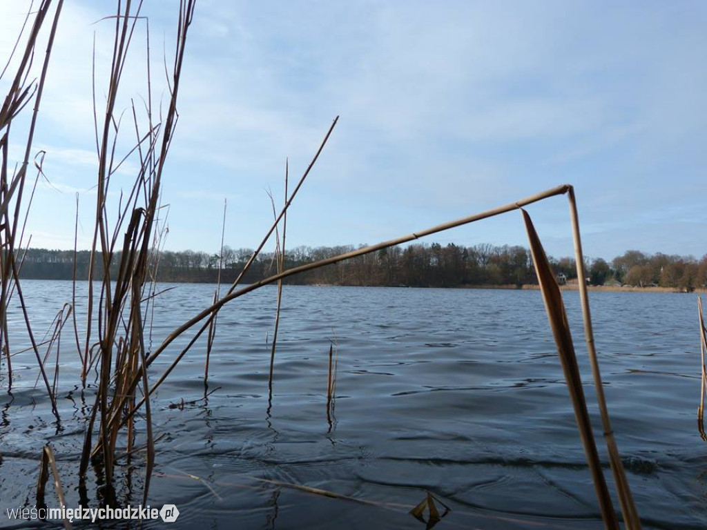 Przyroda z pozycji mrówki