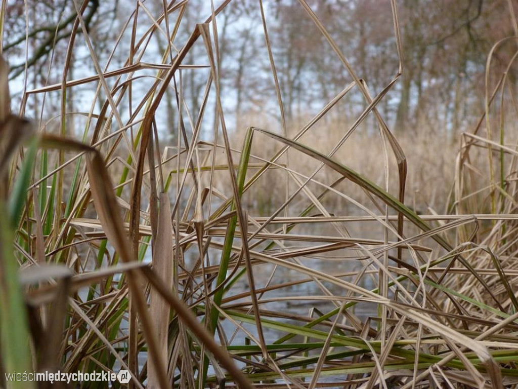 Przyroda z pozycji mrówki