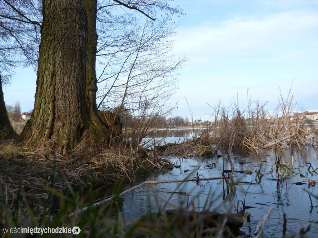 Przyroda z pozycji mrówki