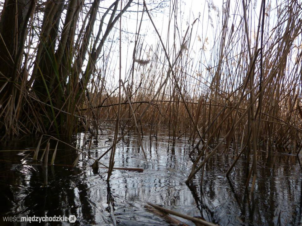 Przyroda z pozycji mrówki
