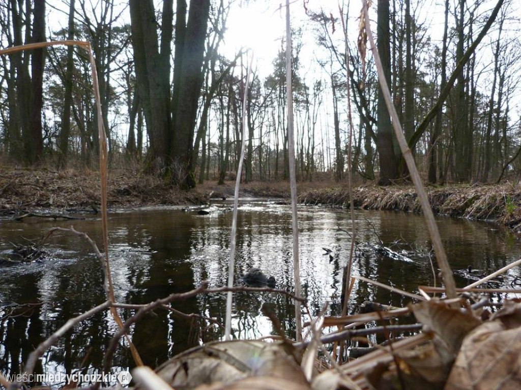 Przyroda z pozycji mrówki