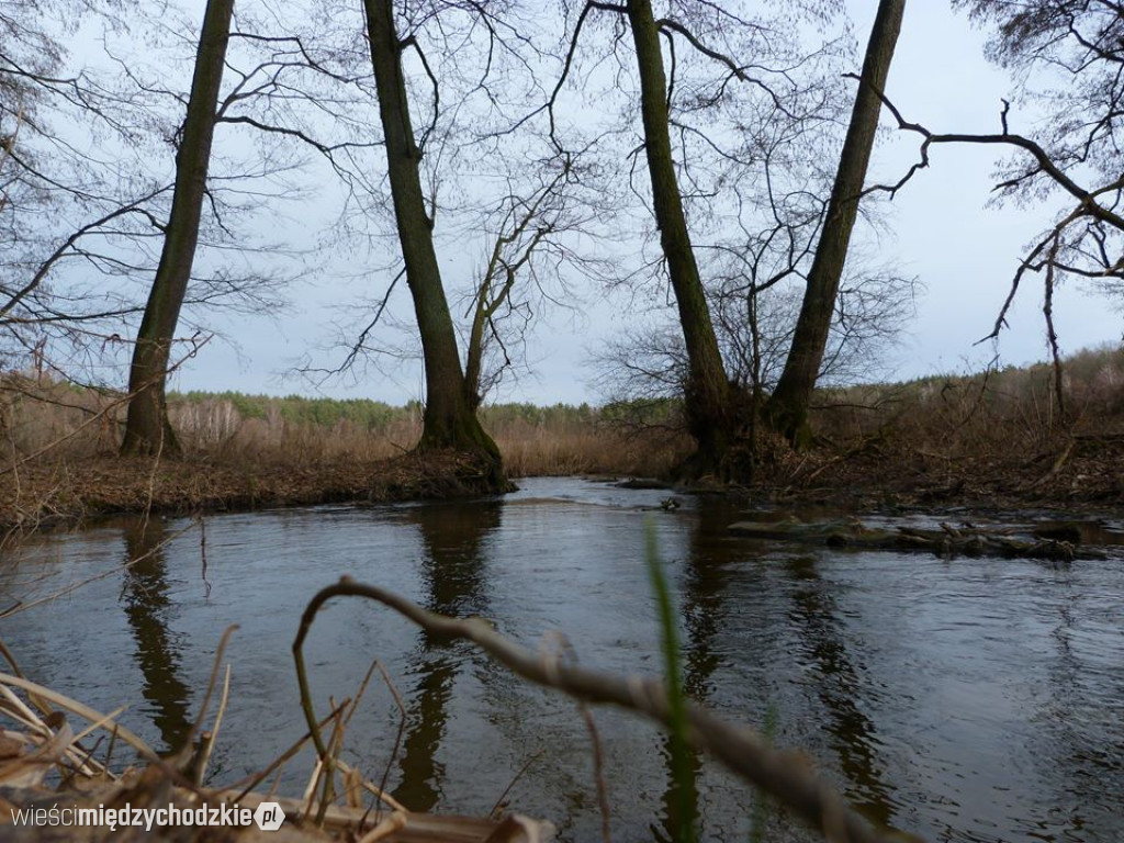 Przyroda z pozycji mrówki