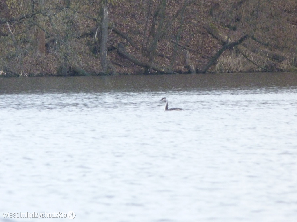 Jeziora powiatu międzychodzkiego