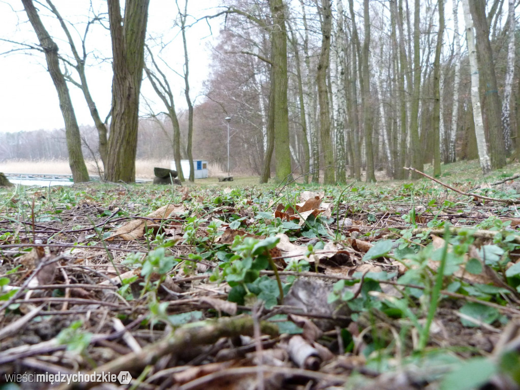 Jeziora powiatu międzychodzkiego