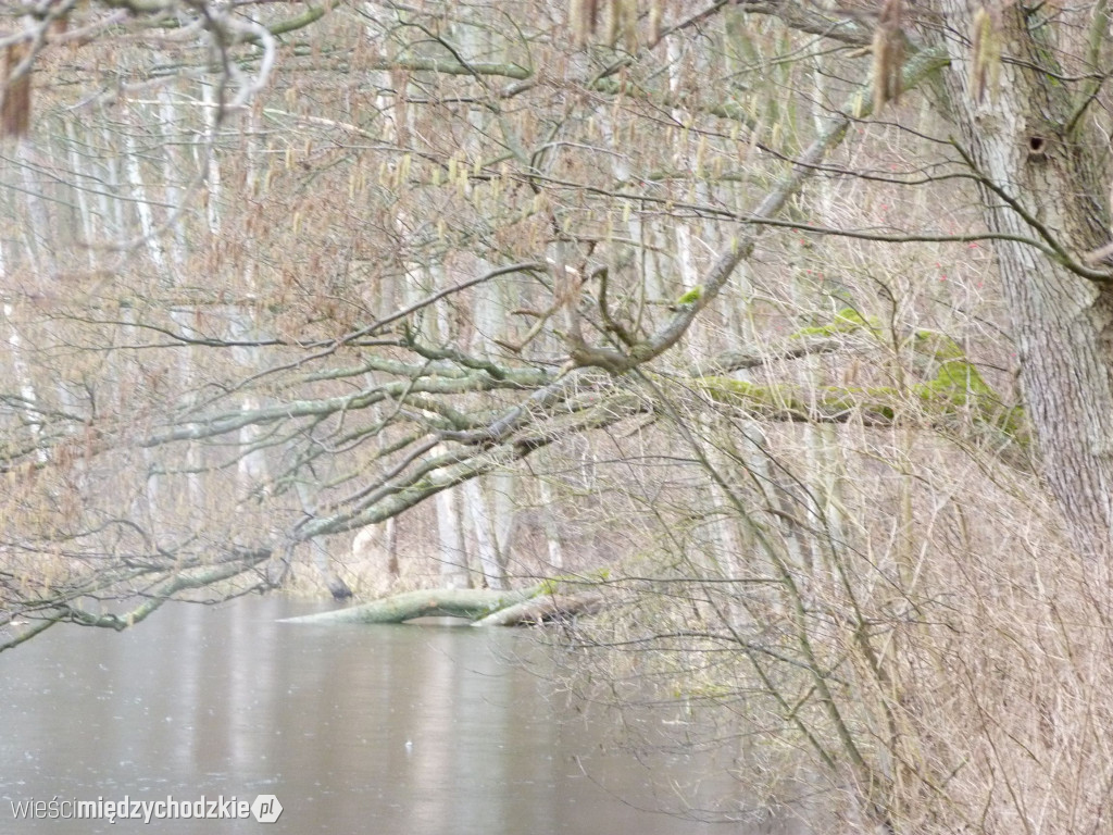 Jeziora powiatu międzychodzkiego
