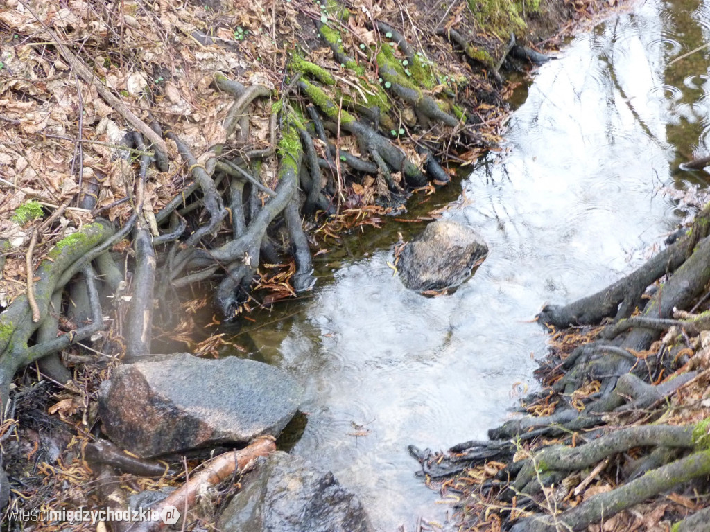 Jeziora powiatu międzychodzkiego