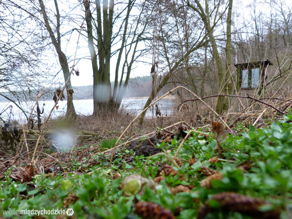 Jeziora powiatu międzychodzkiego