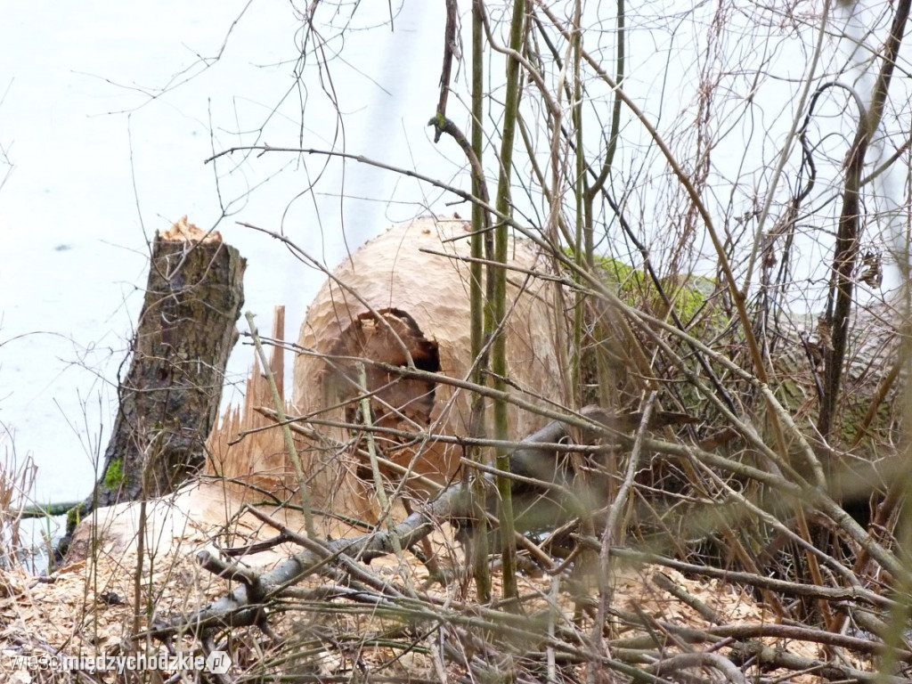 Jeziora powiatu międzychodzkiego