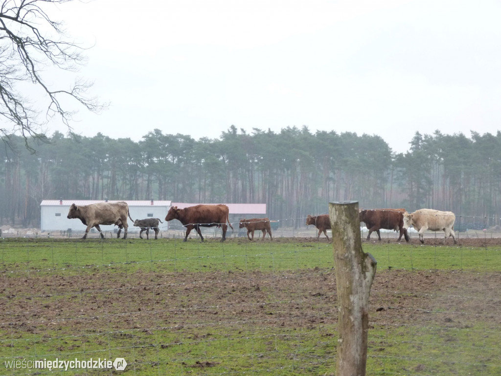 Jeziora powiatu międzychodzkiego