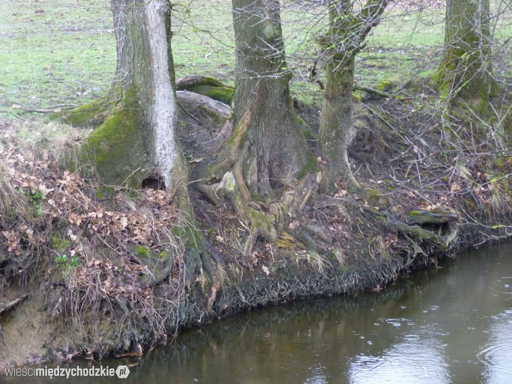 Jeziora powiatu międzychodzkiego