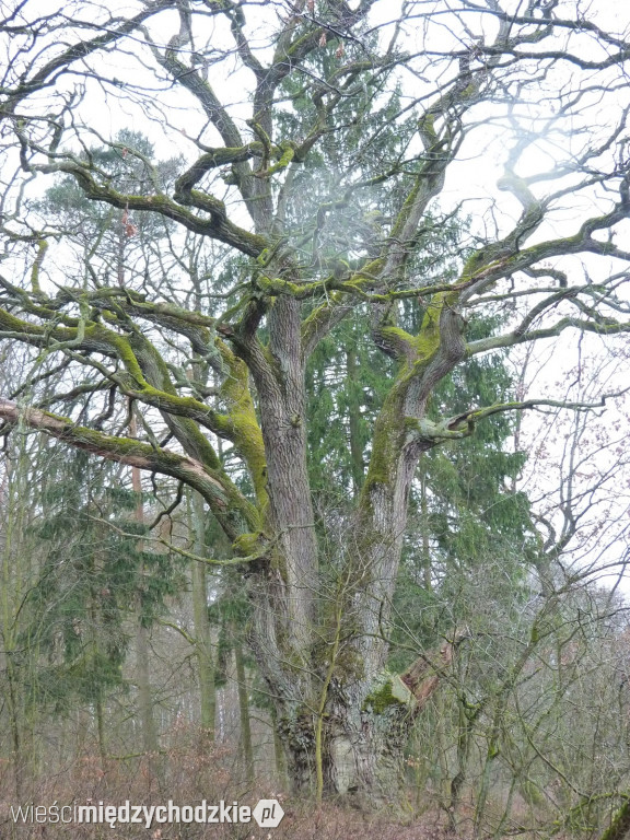 Jeziora powiatu międzychodzkiego