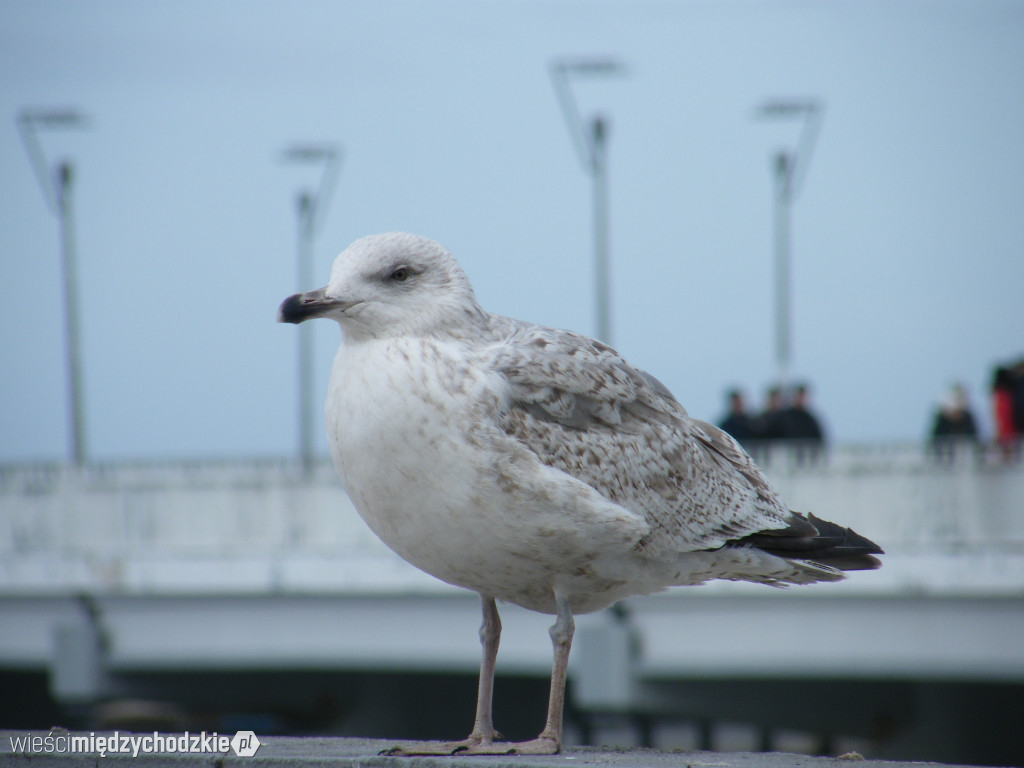 Kołobrzeg w obiektywie Leona Cichosza cz.II