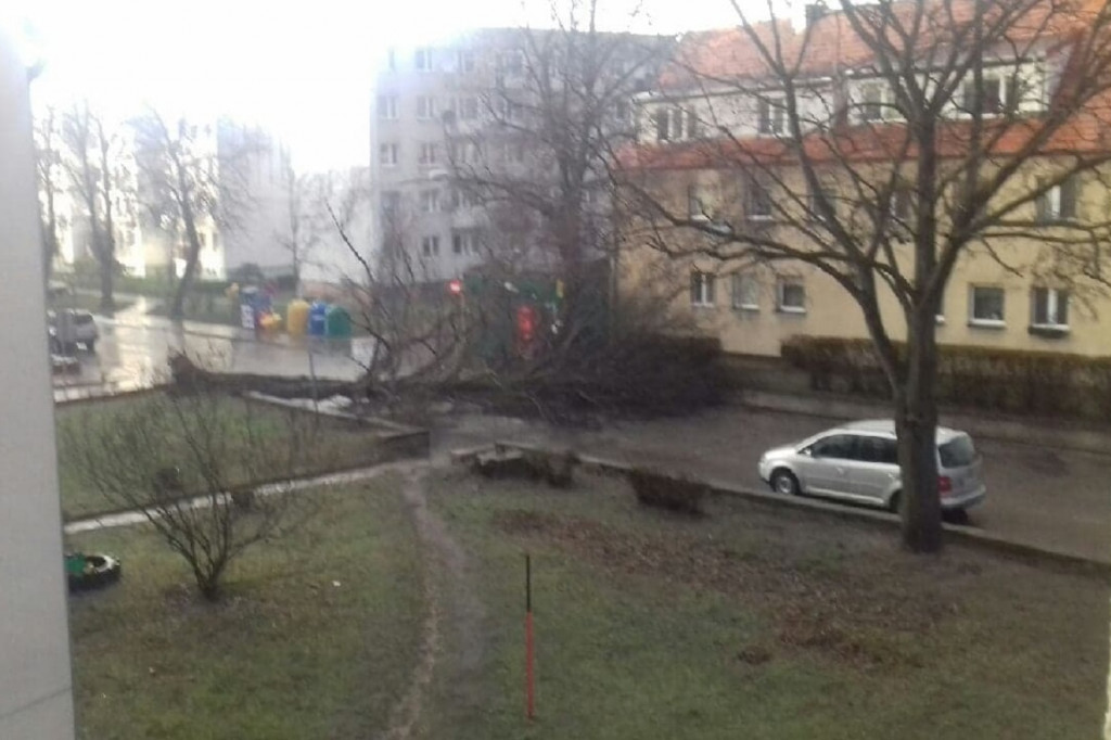 Drzewo przewrócone na ul.Daszyńskiego