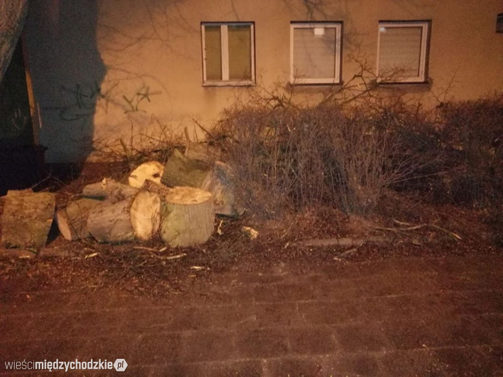 Drzewo przewrócone na ul.Daszyńskiego