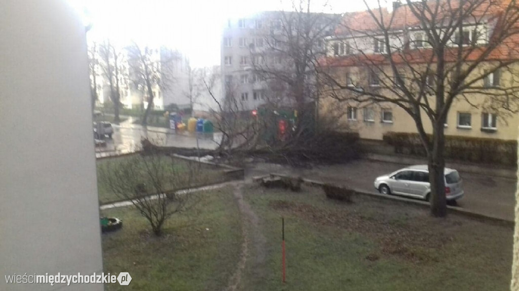 Drzewo przewrócone na ul.Daszyńskiego