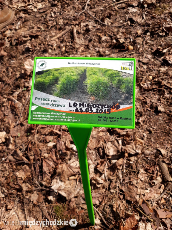 Uczniowie Liceum sadzą las