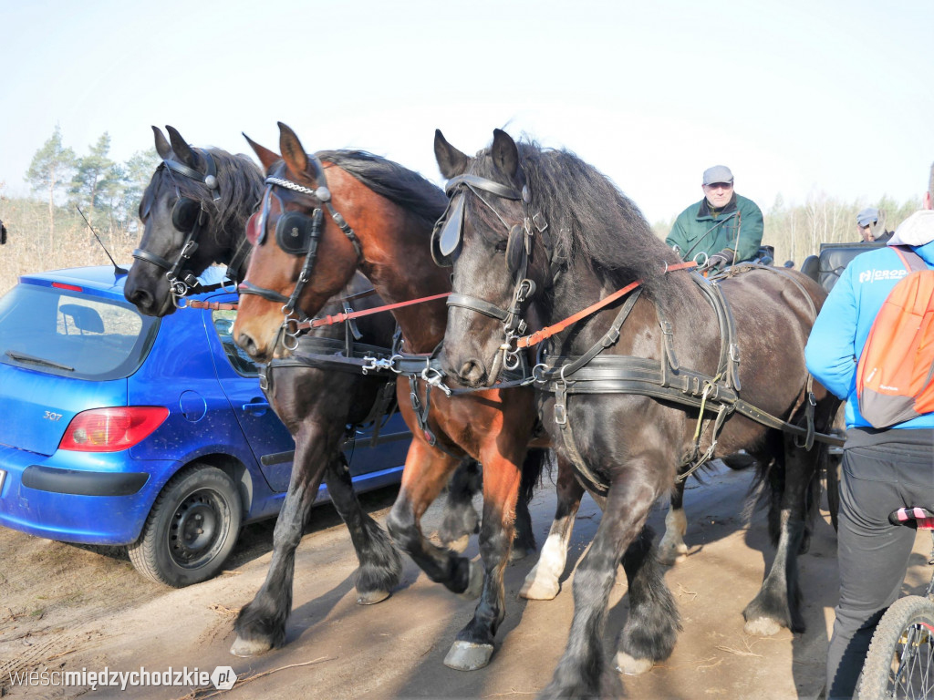 Uczniowie Liceum sadzą las