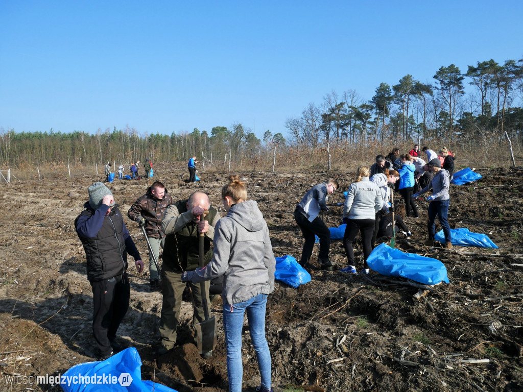 Uczniowie Liceum sadzą las
