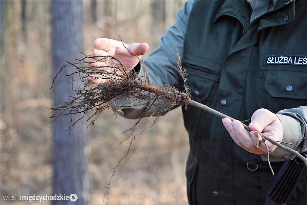 Uczniowie Liceum sadzą las