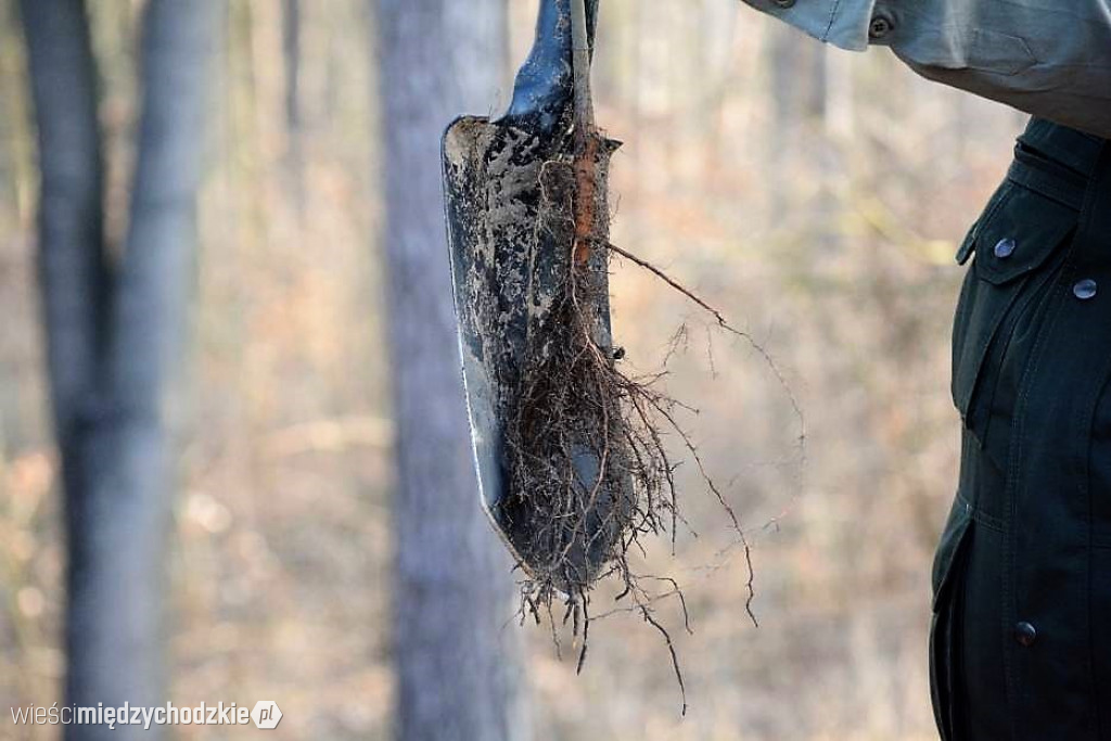 Uczniowie Liceum sadzą las