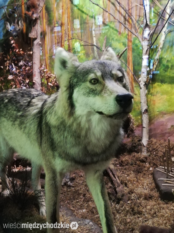 Rajd edukacyjny po Puszczy Noteckiej