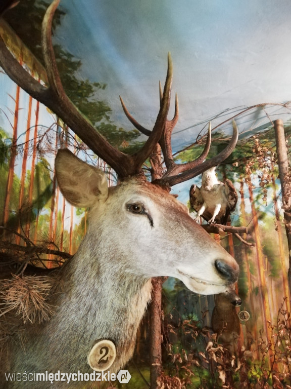 Rajd edukacyjny po Puszczy Noteckiej