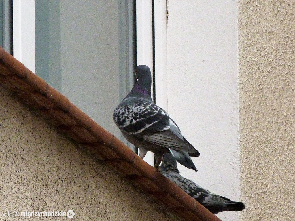 Egzaminy gimnazjalne w SP nr 1