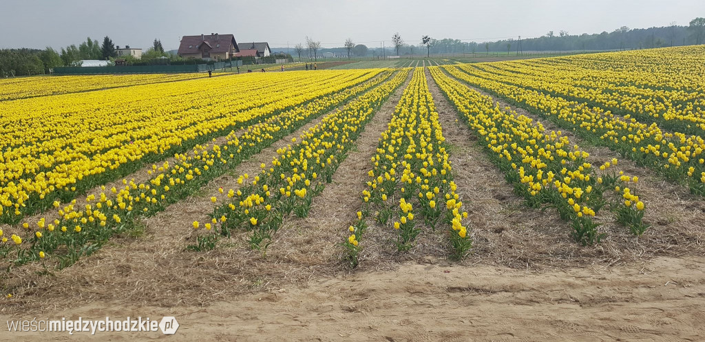 XI Międzynarodowe Targi Tulipanów
