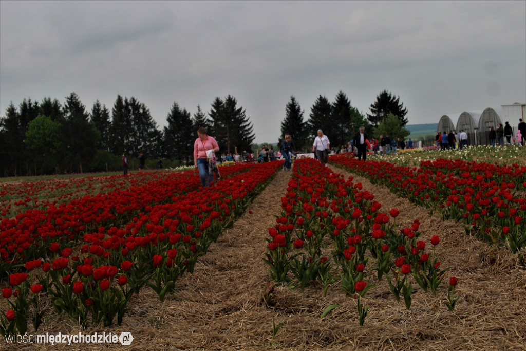 XI Międzynarodowe Targi Tulipanów
