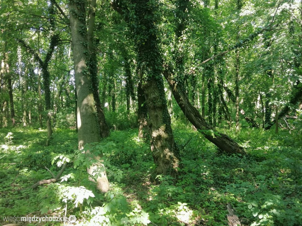 Prace archeologiczne w rejonie Kolna