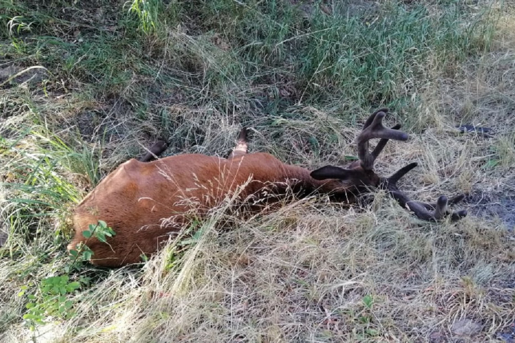 Uważajcie na drogach w lesie