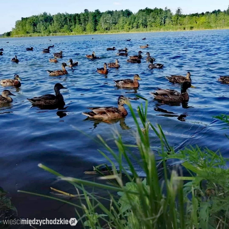 Jezioro Wolsztyńskie okiem Magdaleny