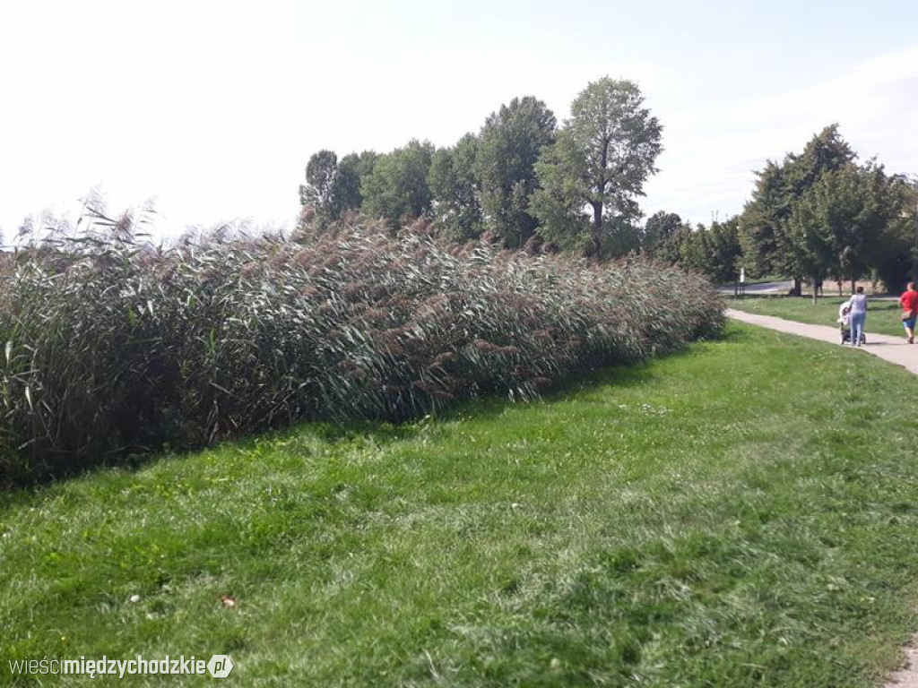 Wstydliwe miejsca dla Międzychodu