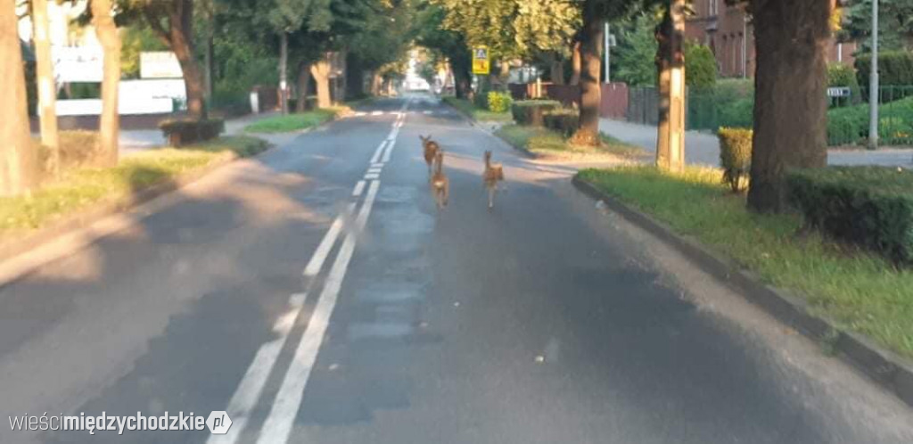 Poranne bieganie po mieście