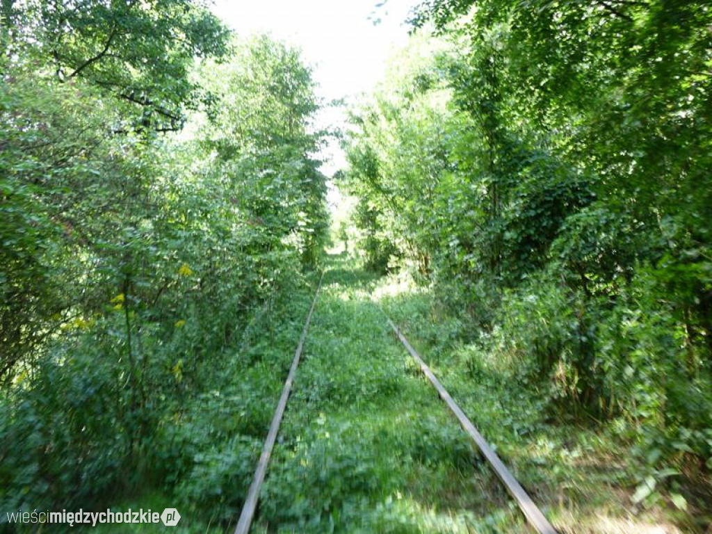 Przyroda widziana z drezyny